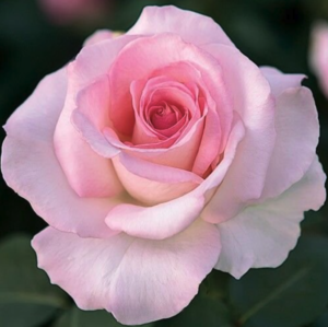 Pink Promise Rose